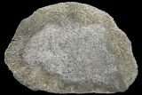 Pyritized, Polished Iguanodon Bone - Isle Of Wight #131211-1